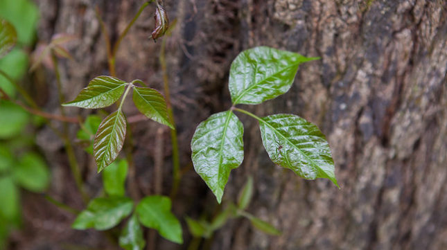 Top 3 Poison Ivy Remedies